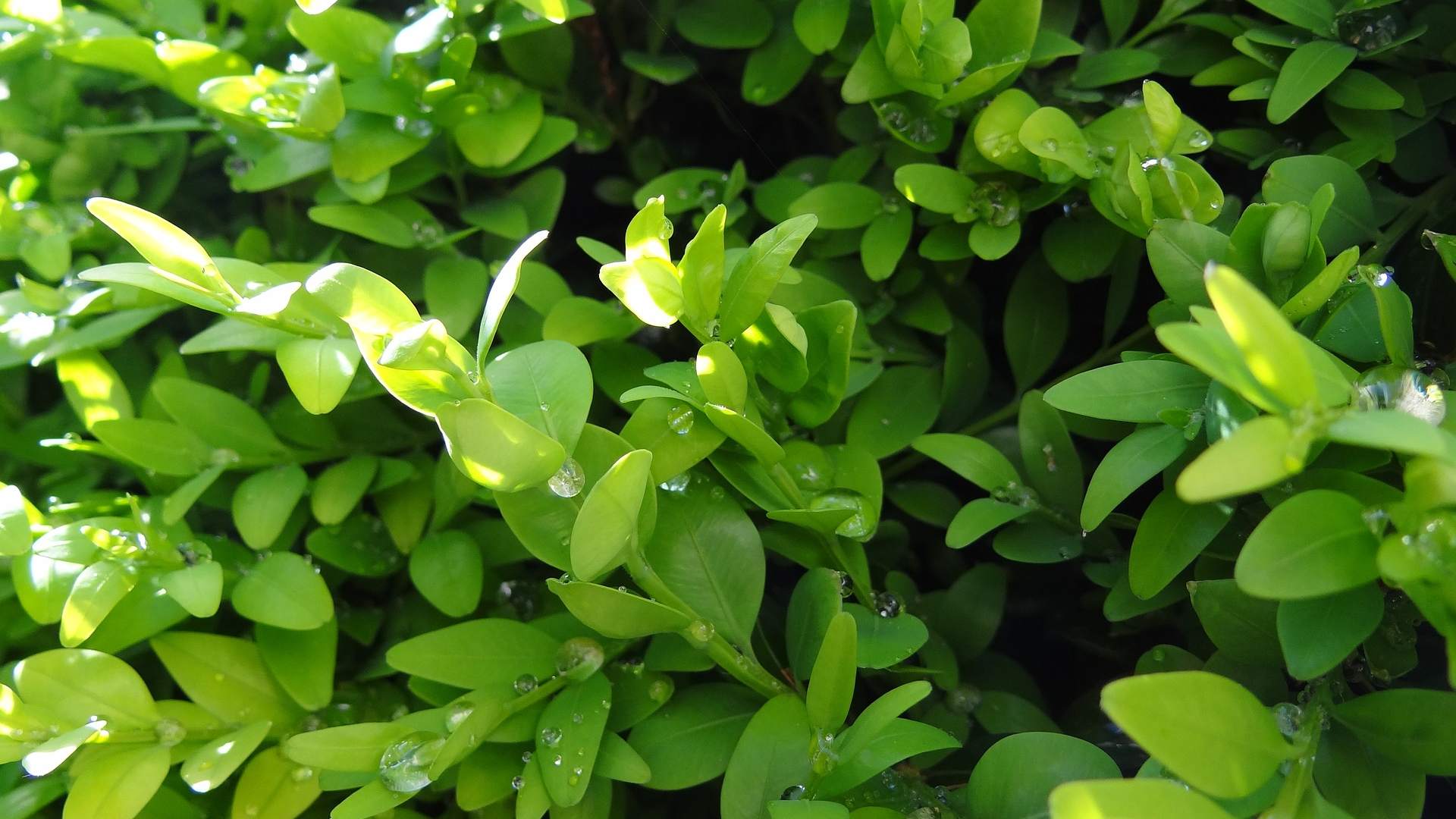 jak-rychle-roste-buxus